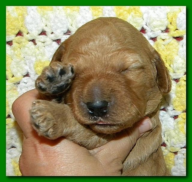 Bries puppies 2 weeks old yellow blanket 020