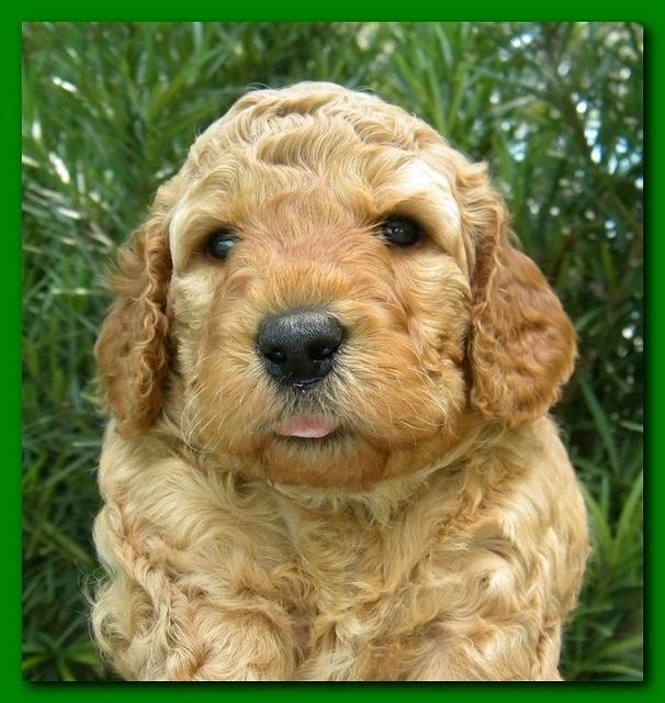 Bries puppies 4 weeks old outside rocks 006