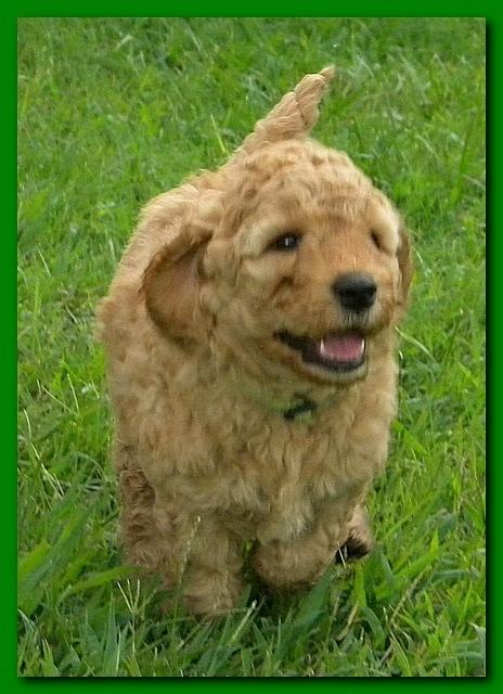 Bries puppies 5 weeks outside playground 045