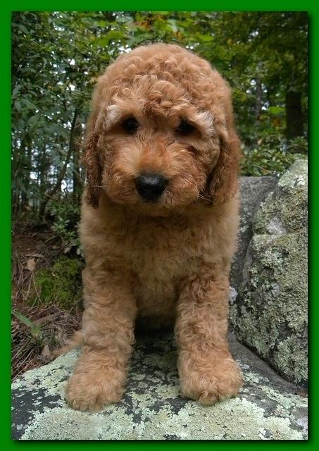 Bries puppies 8 weeks old going home blue boy Josie 002