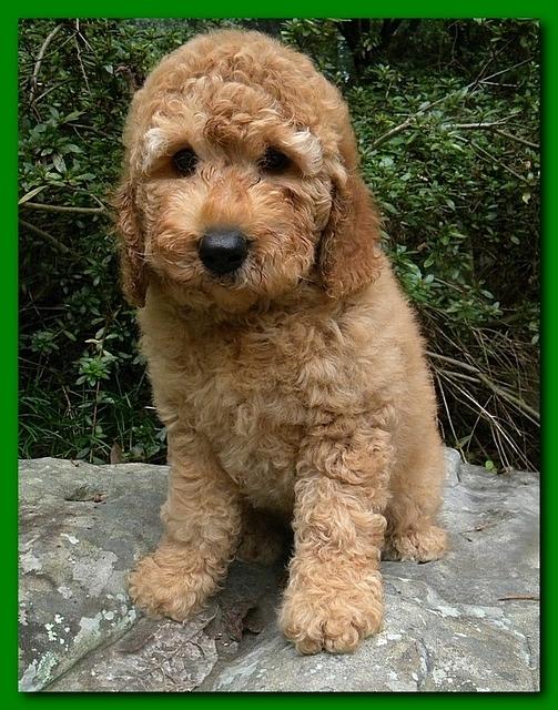 Bries puppies 8 weeks old going home blue boy Josie 003