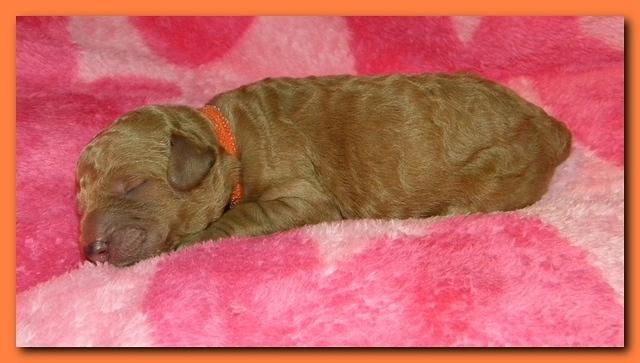 Bries puppies 1 day old pink hearts 026