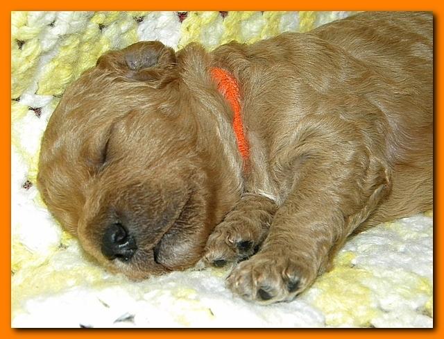 Bries puppies 2 weeks old yellow blanket 041