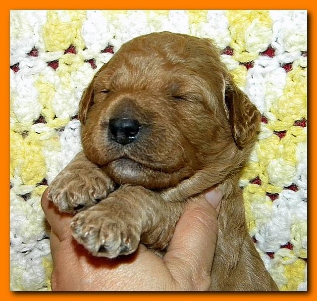 Bries puppies 2 weeks old yellow blanket 044