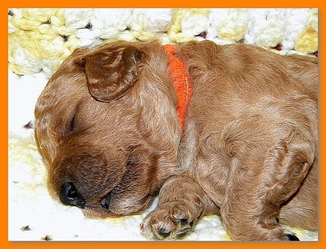 Bries puppies 2 weeks old yellow blanket 067