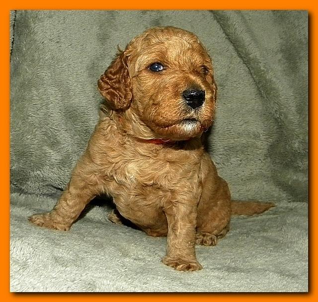 Bries puppies 3 weeks old 032