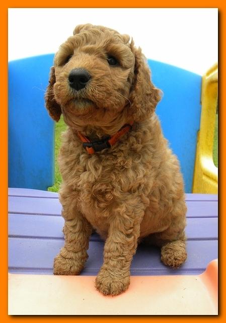 Bries puppies 5 weeks outside playground 002