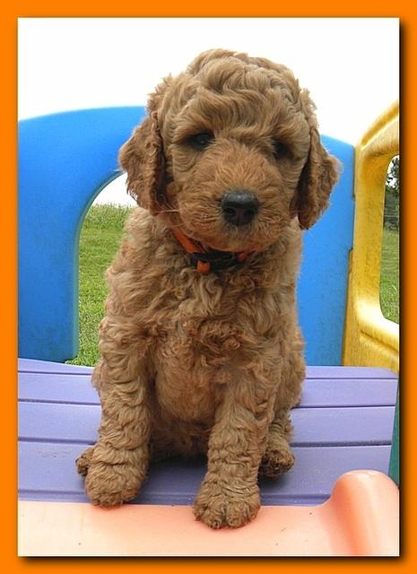 Bries puppies 5 weeks outside playground 004