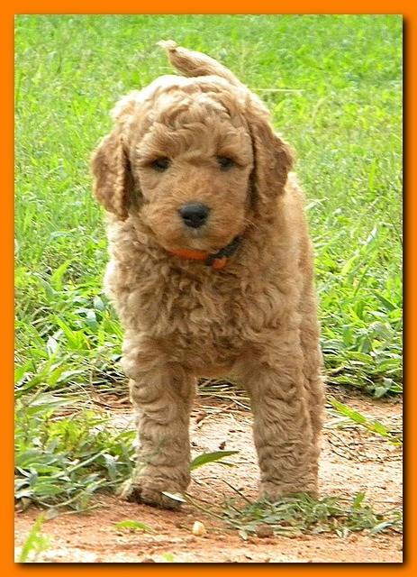 Bries puppies 5 weeks outside playground 030