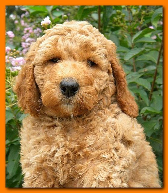 Bries puppy faces 7 weeks 027