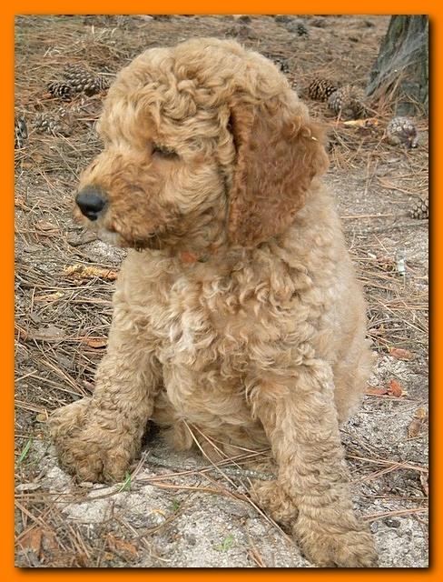 Bries puppy faces 7 weeks and play 015