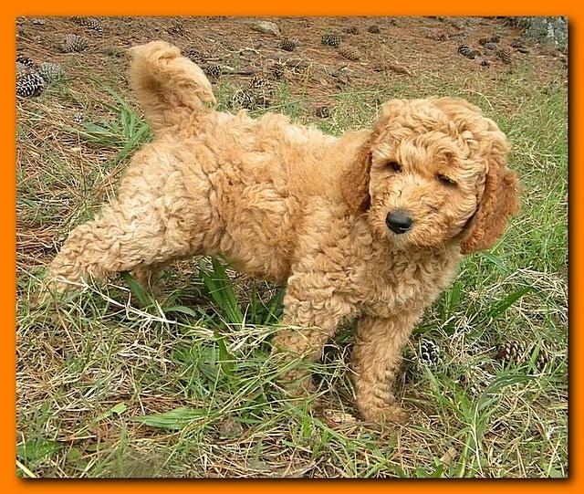 Bries puppy faces 7 weeks and play 019