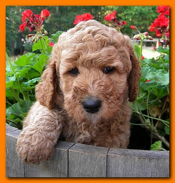 Bries pups outside early morning playing 6 weeks old 028