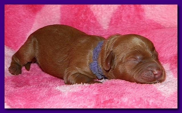 Bries puppies 1 day old pink hearts 017