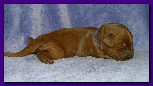 Bries puppies 1 week old lavendar blkt 018