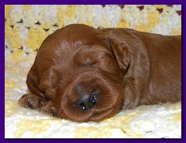 Bries puppies 2 weeks old yellow blanket 065