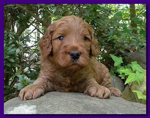 Bries puppies 4 weeks old outside rocks 044