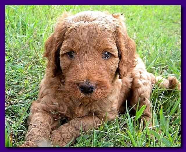 Bries puppies 5 weeks outside playground 041