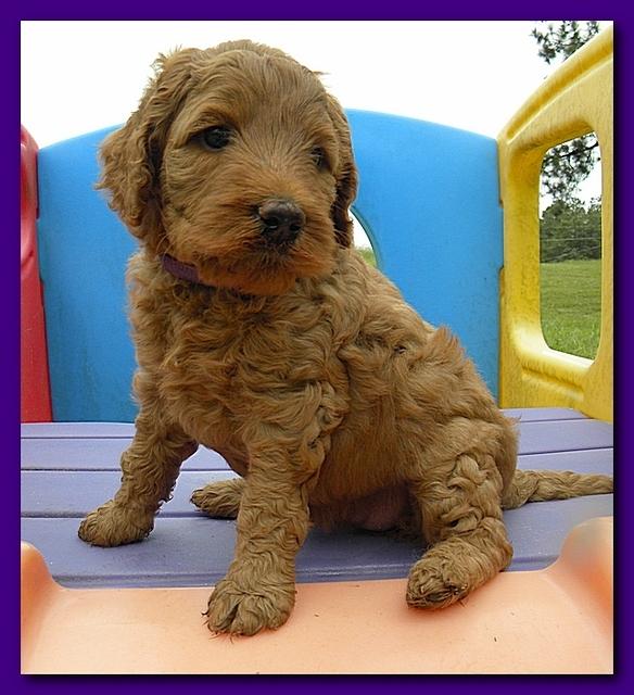 Bries puppies 5 weeks outside playground 054