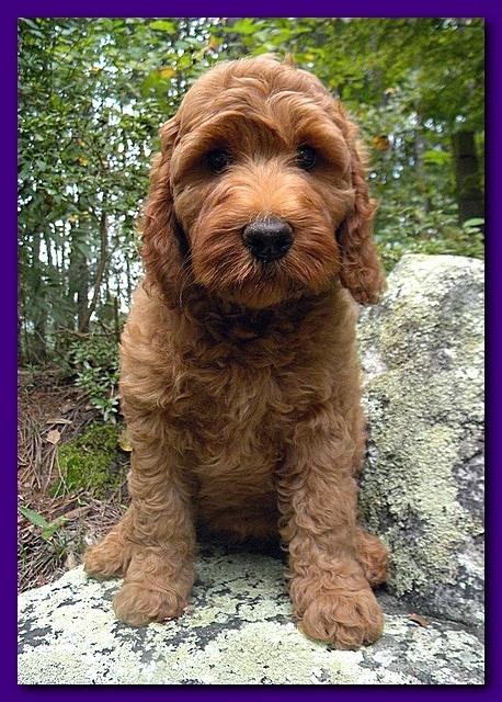 Bries puppies 9 weeks old going home Purple girl Crimson 001