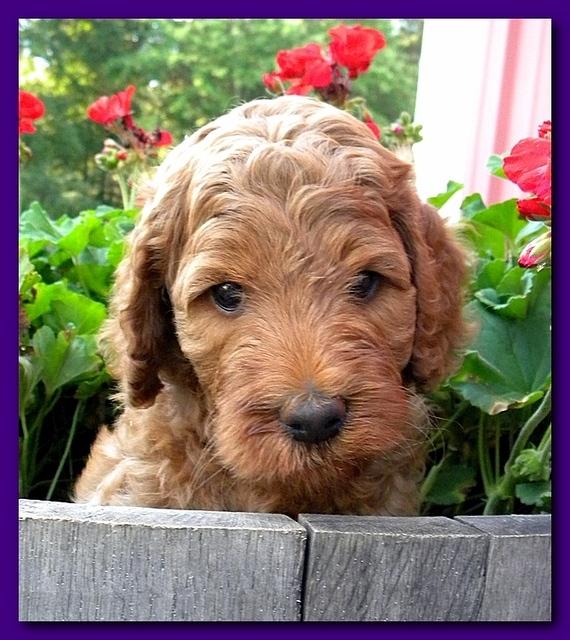 Bries pups outside early morning playing 6 weeks old 065