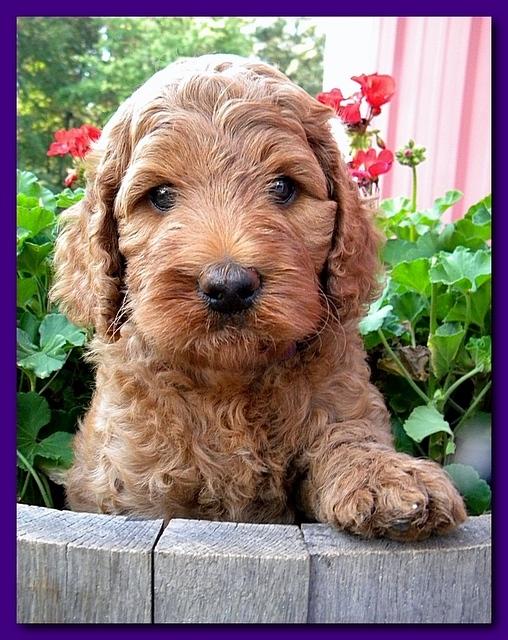 Bries pups outside early morning playing 6 weeks old 067