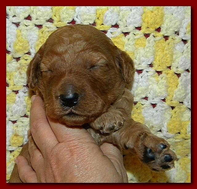 Bries puppies 2 weeks old yellow blanket 007