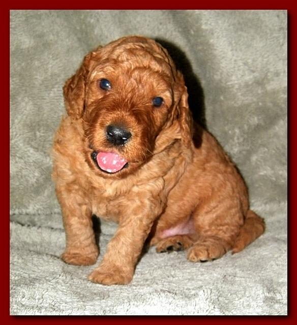 Bries puppies 3 weeks old 014