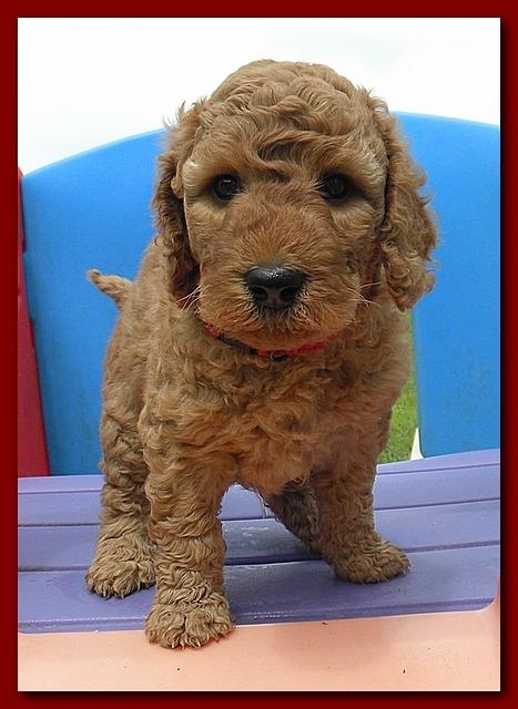 Bries puppies 5 weeks outside playground 050