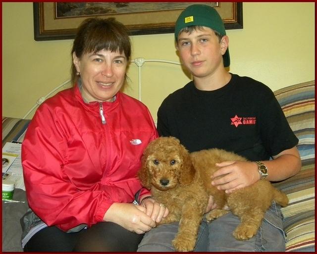 Bries puppies 8 weeks old going home red Jazz 002