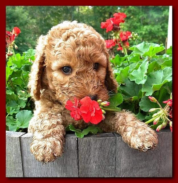 Bries pups outside early morning playing 6 weeks old 018