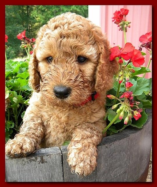 Bries pups outside early morning playing 6 weeks old 019