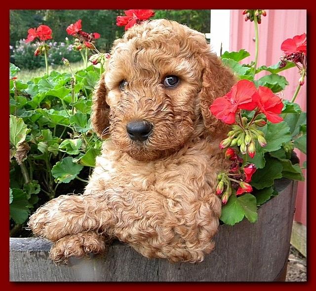 Bries pups outside early morning playing 6 weeks old 020