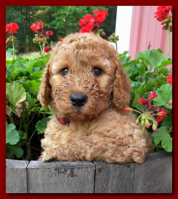 Bries pups outside early morning playing 6 weeks old 021