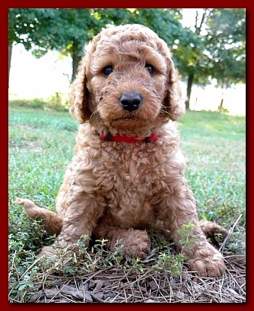 Bries pups outside early morning playing 6 weeks old 056