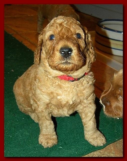 Gizzie Roux puppies 4 weeks old eating and playtime 022