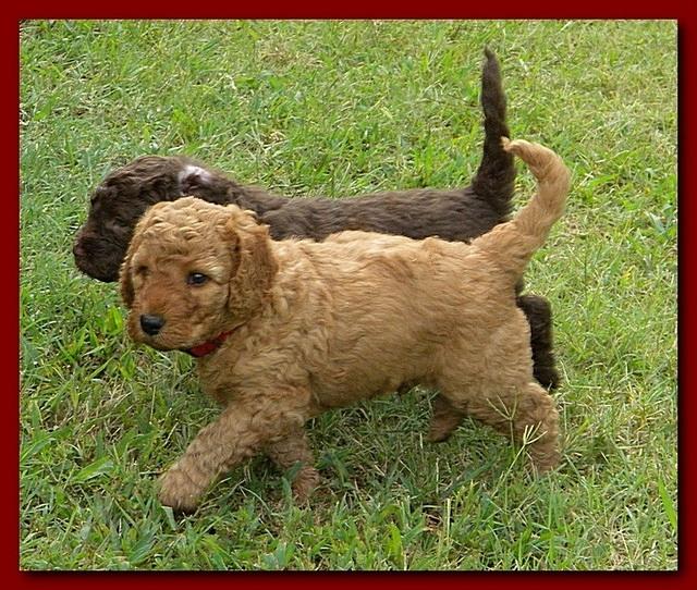 Gizzie and Brie group pic puppies 5 weeks old 007