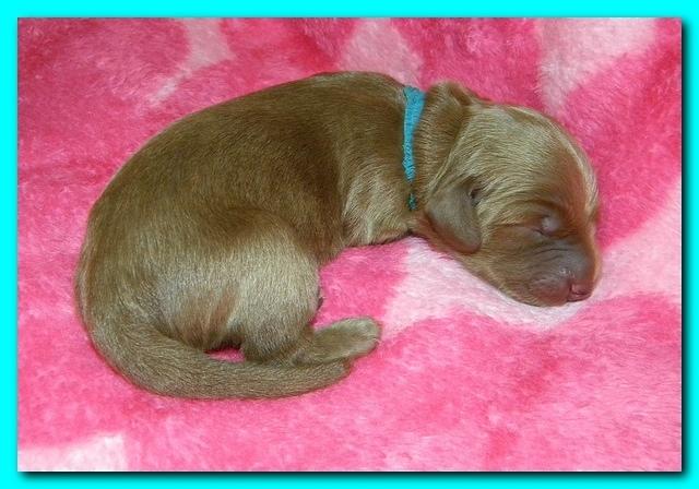 Bries puppies 1 day old pink hearts 029