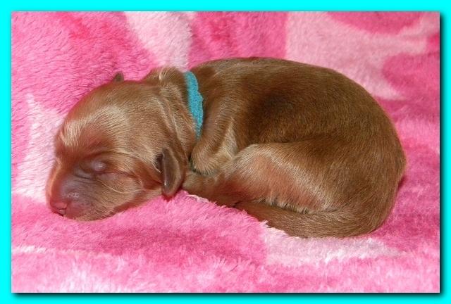 Bries puppies 1 day old pink hearts 037