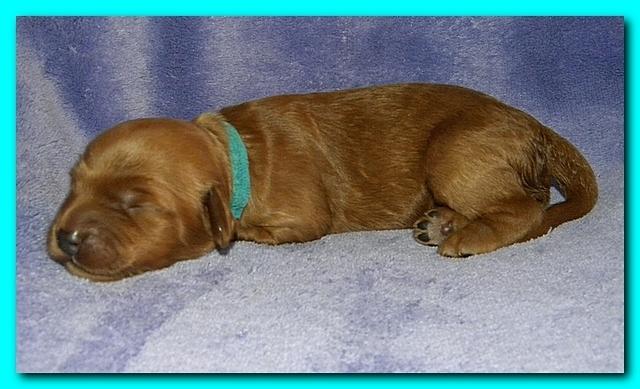 Bries puppies 1 week old lavendar blkt 007