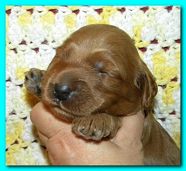Bries puppies 2 weeks old yellow blanket 047