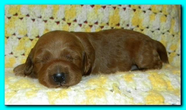 Bries puppies 2 weeks old yellow blanket 051