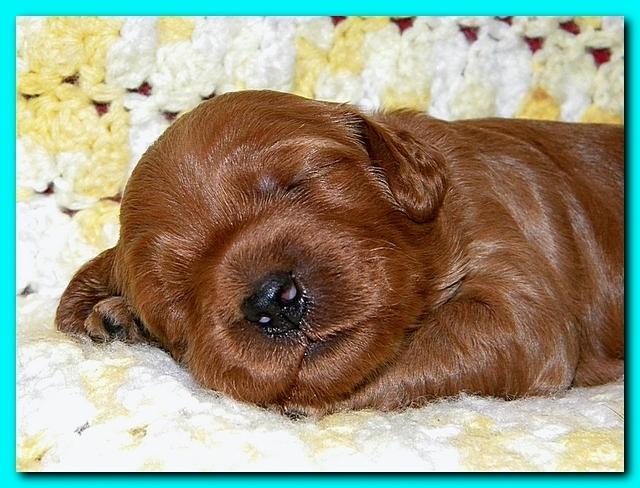 Bries puppies 2 weeks old yellow blanket 058