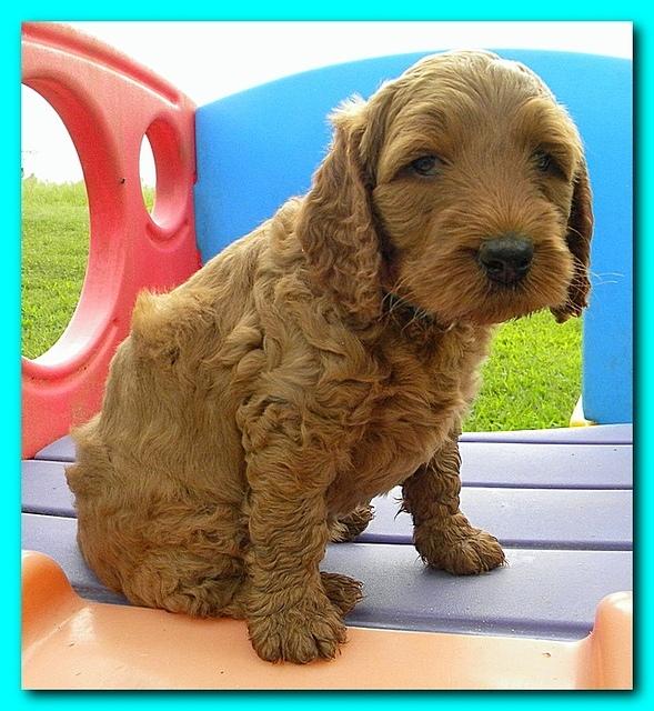 Bries puppies 5 weeks outside playground 027