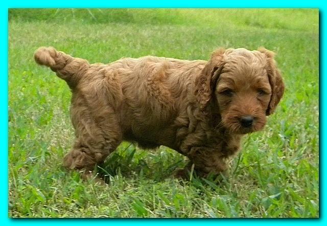 Bries puppies 5 weeks outside playground 2 001