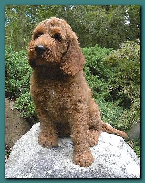 Bries puppies 8 weeks old going home Teal girl 004