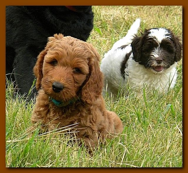 Bries puppy faces 7 weeks and play 005