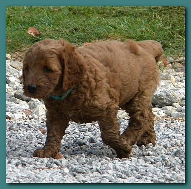 Bries pups outside early morning playing 6 weeks old 009