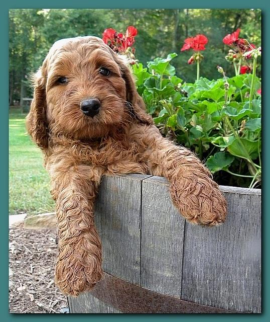 Bries pups outside early morning playing 6 weeks old 025