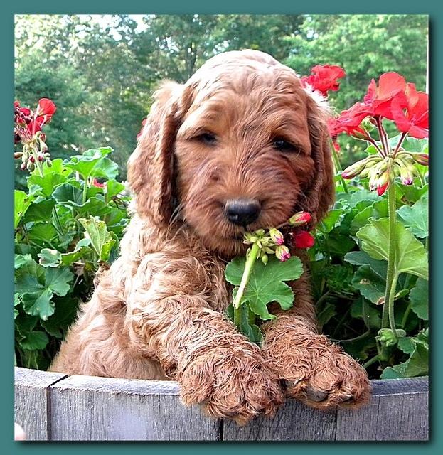 Bries pups outside early morning playing 6 weeks old 026